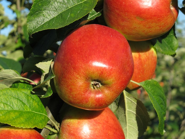 Obsthof Cordes - Fruchtfoto Knebusch