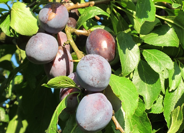 Obsthof Cordes - Fruchtfoto Ortenauer Zwetschge