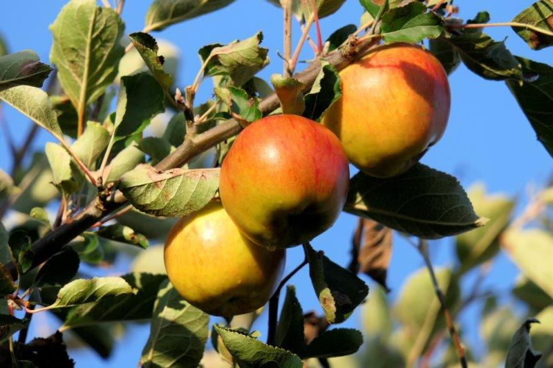 Obsthof Cordes - Fruchtfoto Ribston Pepping