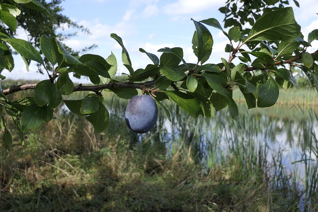 Obsthof Cordes - Fruchtfoto Bühler Zwetschge