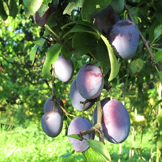 Obsthof Cordes - Fruchtfoto The Czar / Teza Zwetschge