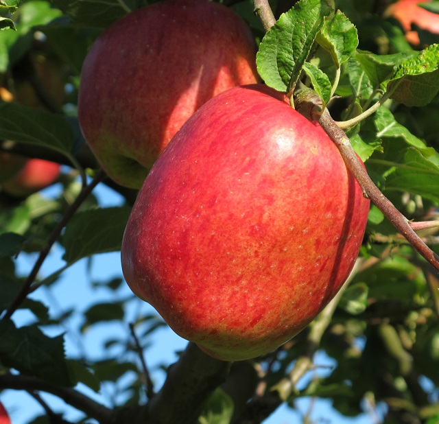 Obsthof Cordes - Fruchtfoto Winterprinz