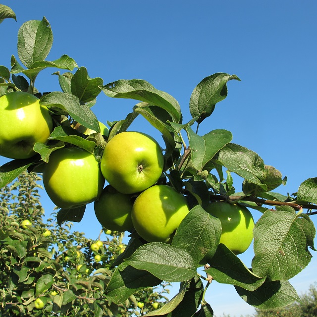 Obsthof Cordes - Fruchtfoto Seestermüher Zitronenapfel