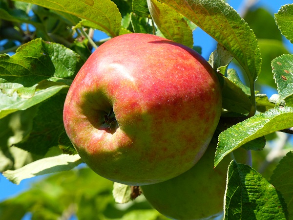 Obsthof Cordes - Fruchtfoto Biesterfeld Renette