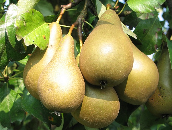 Obsthof Cordes - Fruchtfoto Conference