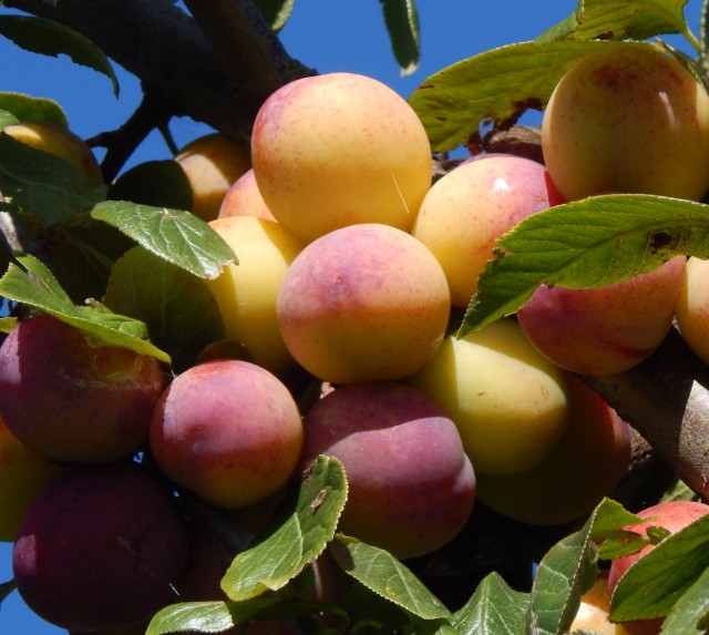 Obsthof Cordes - Fruchtfoto Queen Victoria