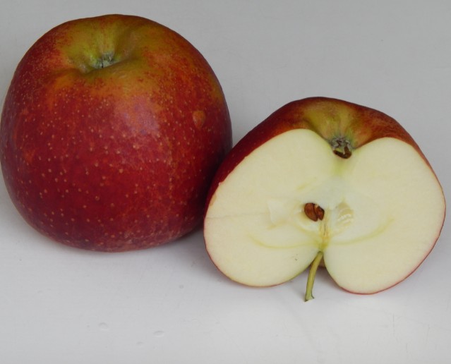 Obsthof Cordes - Fruchtfoto Wellant