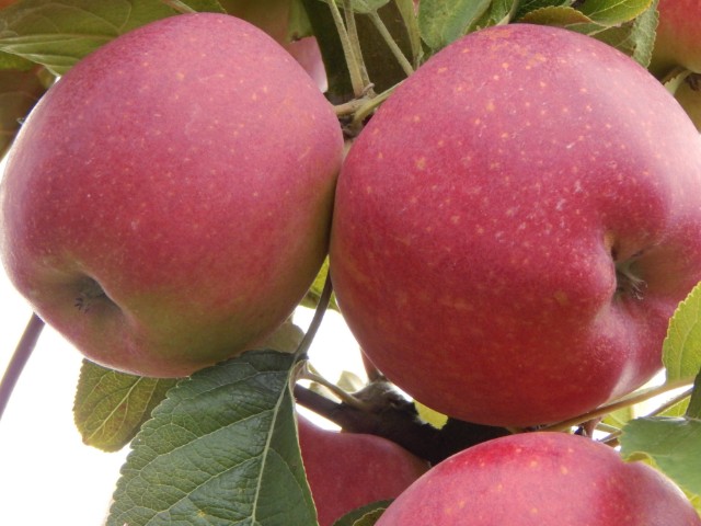 Obsthof Cordes - Fruchtfoto Maribelle