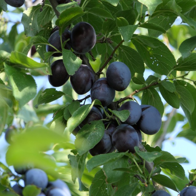 Obsthof Cordes - Fruchtfoto Tegera