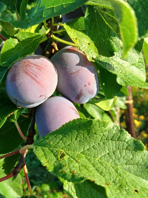 Obsthof Cordes -  Katinka